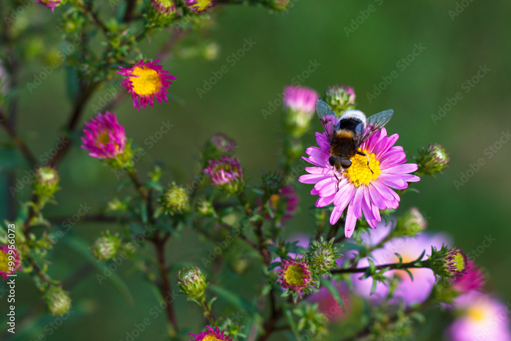 Colorful photo of bee on purple flower on green background. Colorful photo of bee on purple flower on green background.