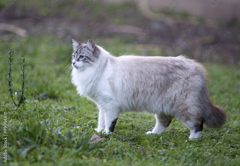 birman cat in nature