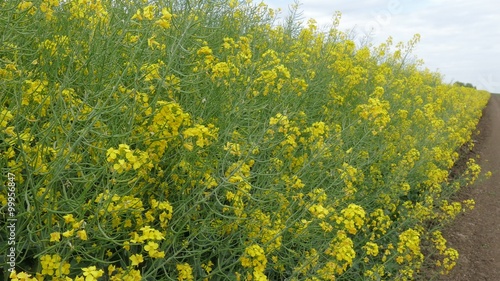 A field of blooming canola. photo