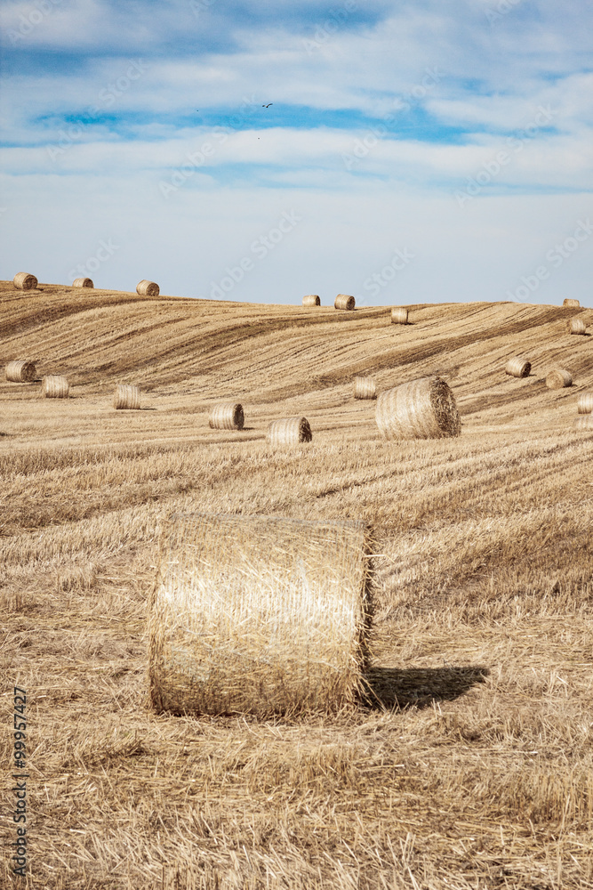 Rolled bays of hay on rolling Scottish hills