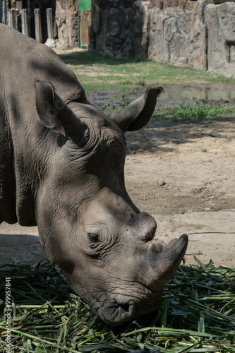 Rhinoceros closeup eating grass. © nikanorova1980