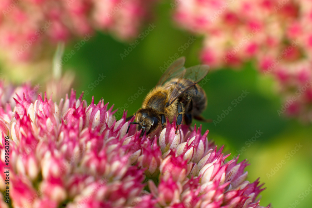 Bee on pink flower. Shallow depth of field Bee on pink flower. Shallow depth of field