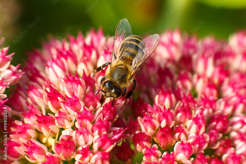 Bee on pink flower. Shallow depth of field Bee on pink flower. Shallow depth of field