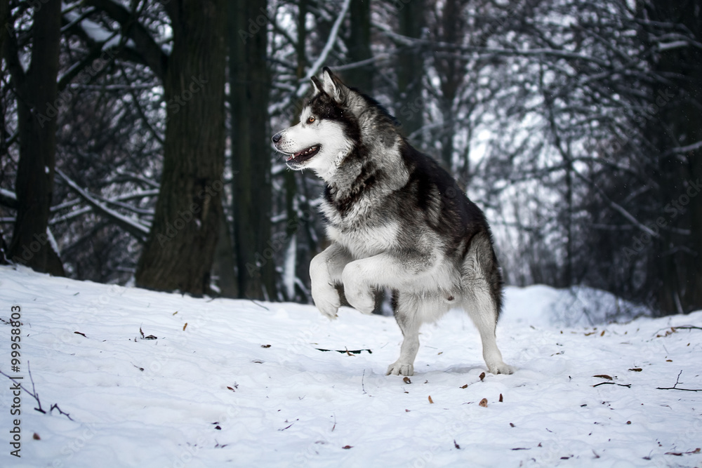 Naklejka premium Alaskan Malamute in the forest