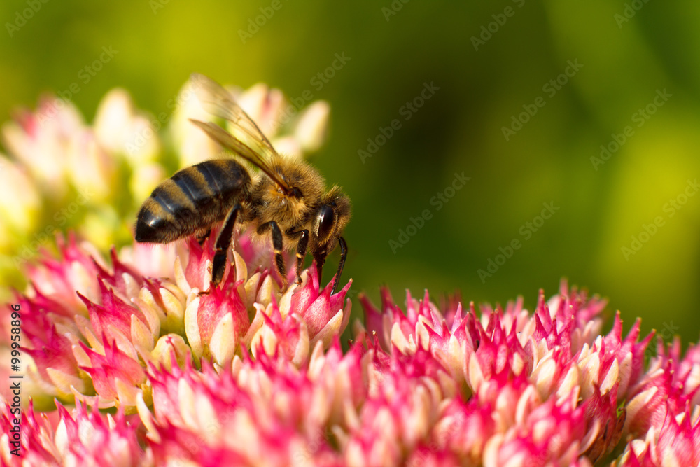 Bee on pink flower. Shallow depth of field Bee on pink flower. Shallow depth of field