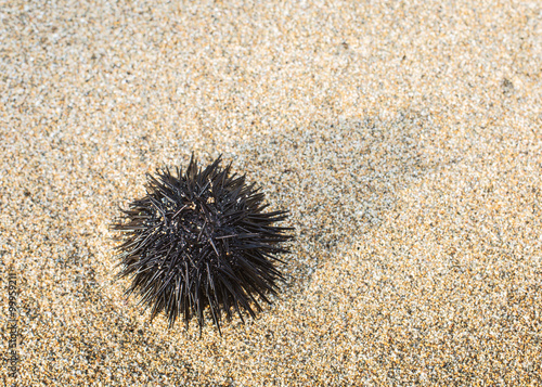 Urchin  at the coast line. © volff