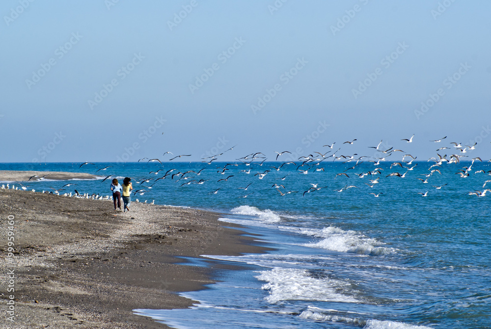 seagulls seagulls