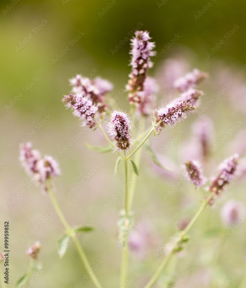 purple flower in nature purple flower in nature