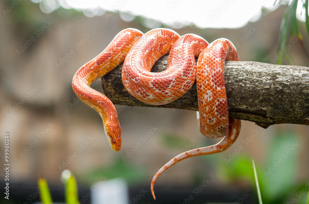 Obraz premium Wąż zbożowy na gałęzi