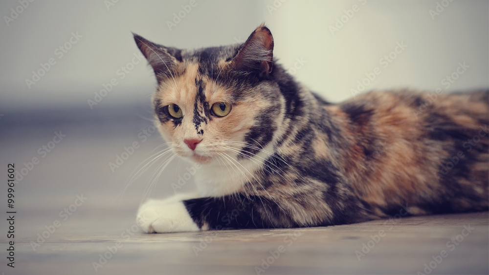 Portrait of a domestic cat of a multi-colored color