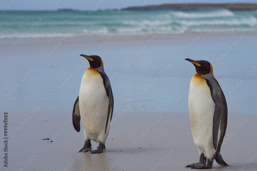 Fototapeta premium King Penguins (Aptenodytes patagonicus) on a sandy beach at Volunteer Point in the Falkland Islands.
