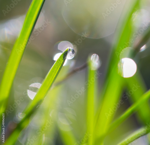 beautiful grass with dew drops © schankz