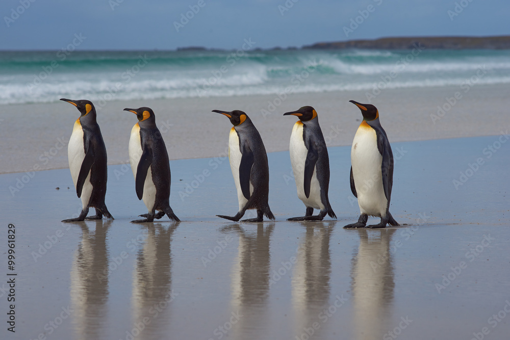 Fototapeta premium King Penguins (Aptenodytes patagonicus) on a sandy beach at Volunteer Point in the Falkland Islands. 
