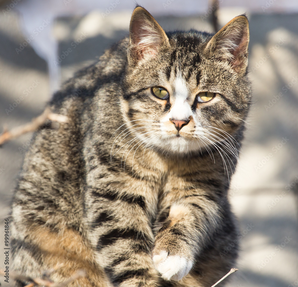cat on the roof of a house on nature cat on the roof of a house on nature