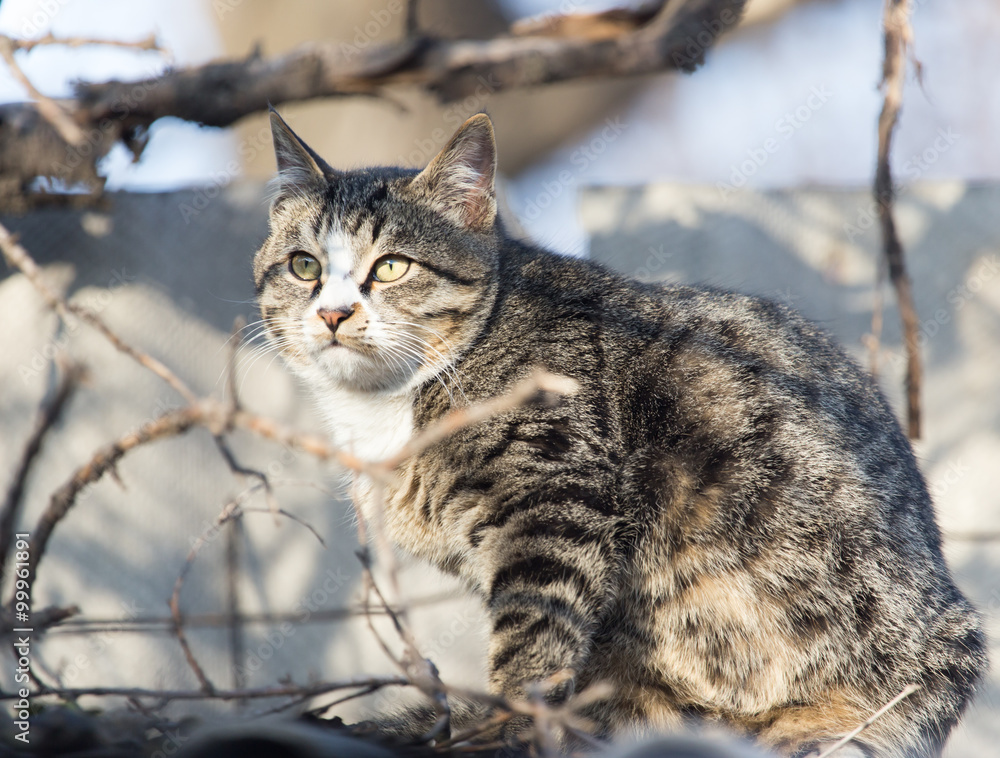 cat on the roof of a house on nature