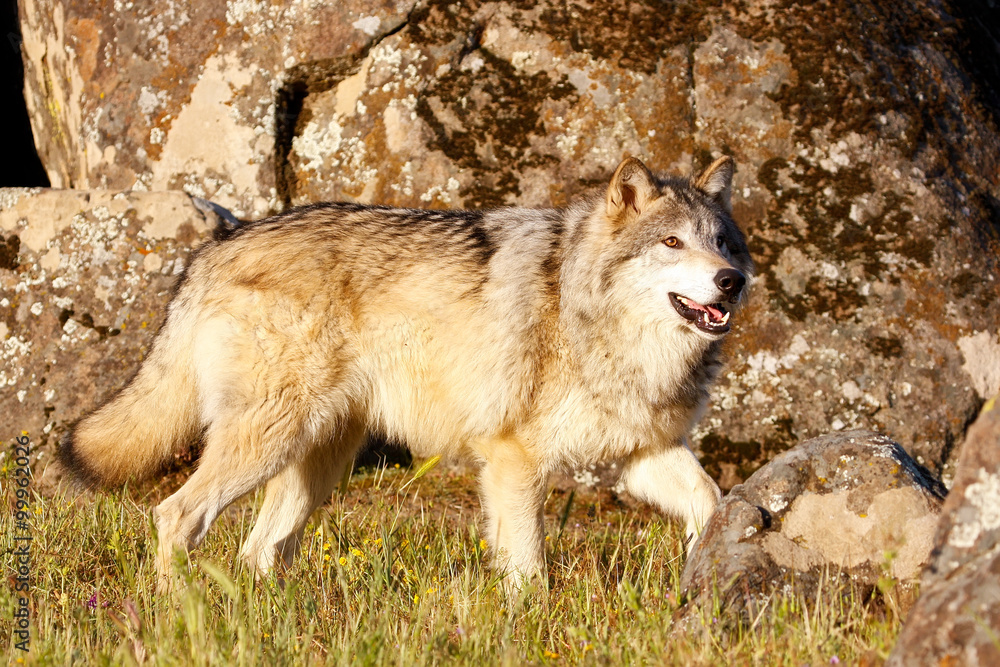 Fototapeta premium Gray wolf (Canis lupus)