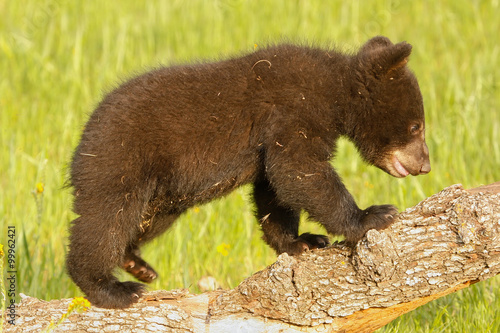 Baby American black bear © donyanedomam