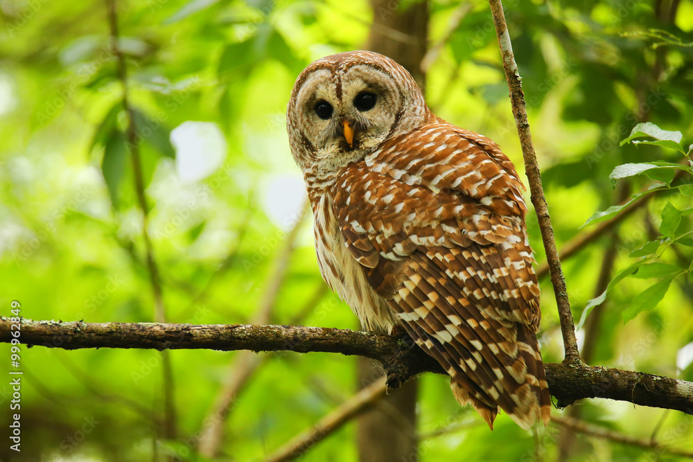 Fototapeta premium Puszczyk zwyczajny (Strixvar) siedzący na drzewie