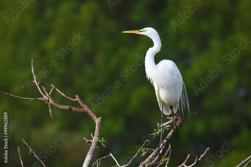 Great Egret (Ardea alba)