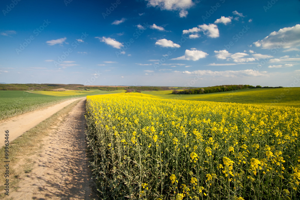 Obraz premium Yellow rape field