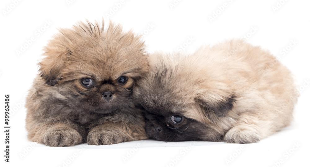 Fototapeta premium two beautiful fluffy little puppy on a white background