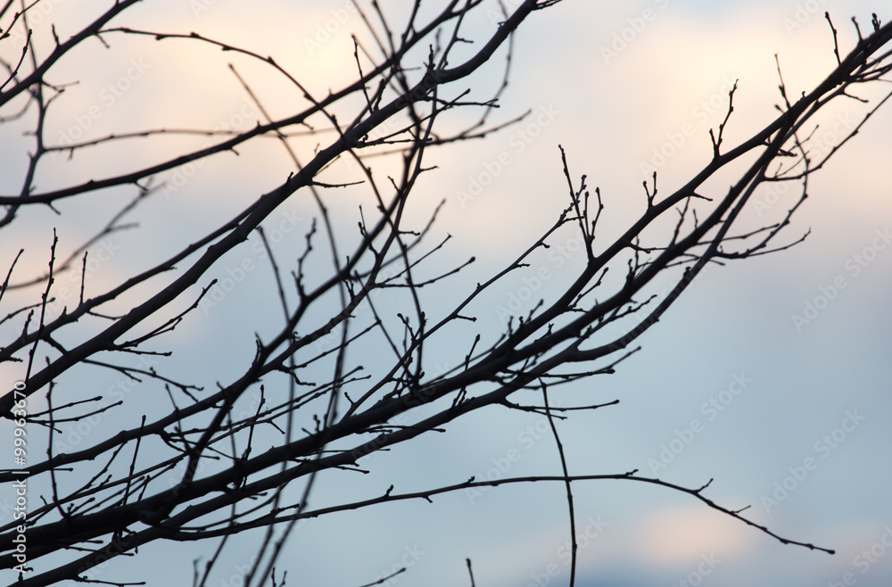 bare branches of a tree at sunrise sun bare branches of a tree at sunrise sun