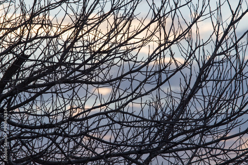 Obraz premium bare branches of a tree at sunrise sun