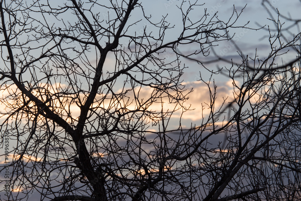 bare branches of a tree at sunrise sun bare branches of a tree at sunrise sun