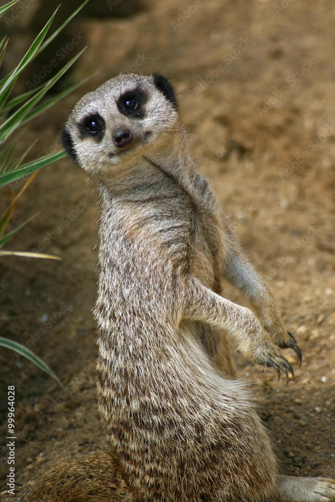 Fototapeta premium Meerkat pup