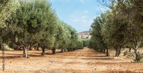 Olive trees garden.