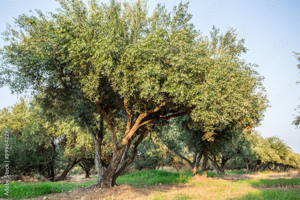 Fototapeta premium Olive trees garden.