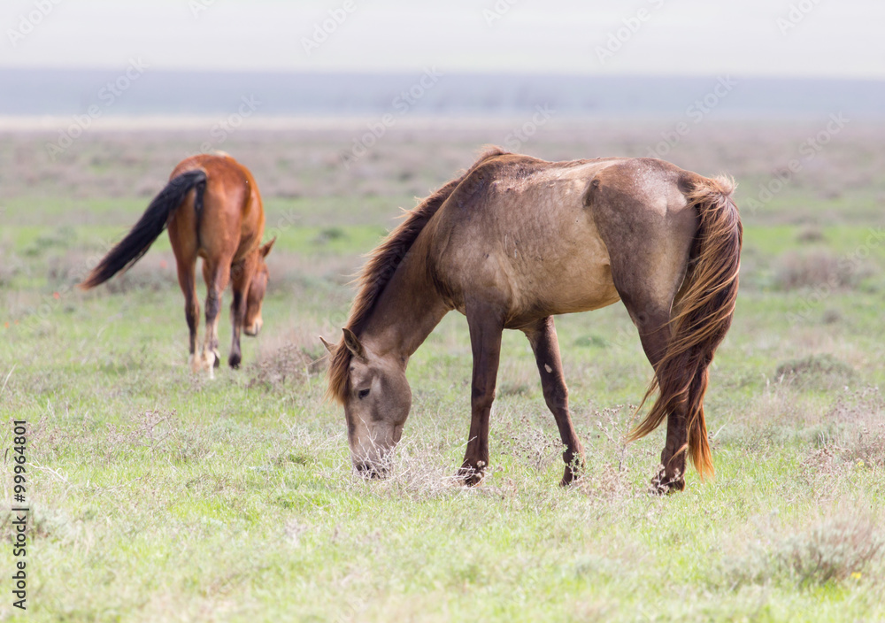 Fototapeta premium a horse in a pasture in nature