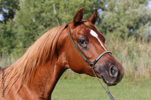 Beautiful thoroughbred arabian horse head at farm