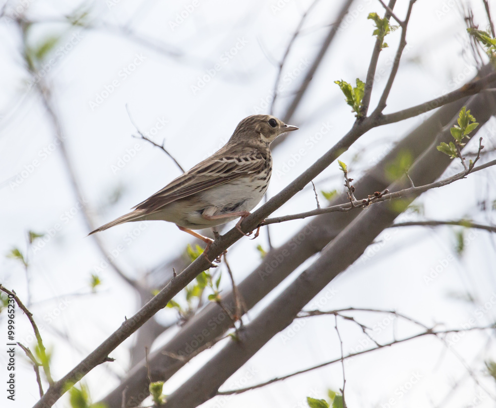 Naklejka premium Sparrow on the tree in nature