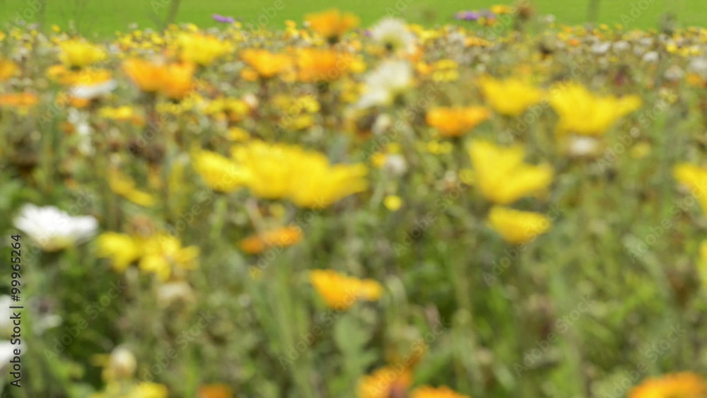 Spring flowers blooming in a garden with shifting focus and blur in hand held high definition footage Spring flowers blooming in a garden with shifting focus and blur in hand held high definition footage