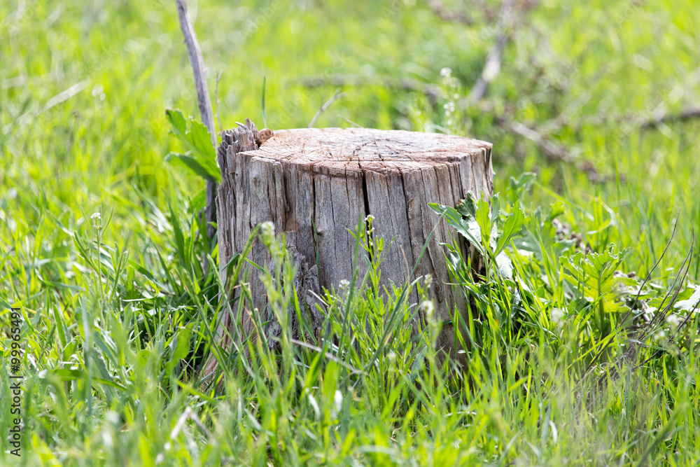 Fototapeta premium an old stump of a tree on a green grass