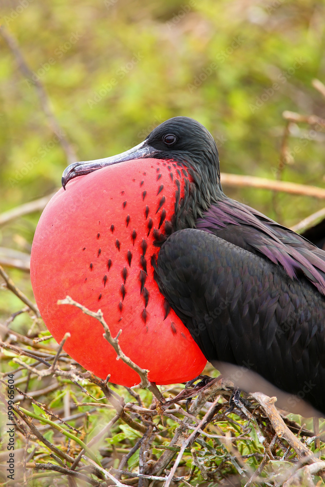 Naklejka premium Male Magnificent Frigatebird with inflated gular sac on North Se