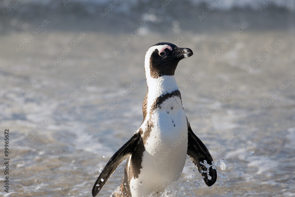 Fototapeta premium African penguin on the beach