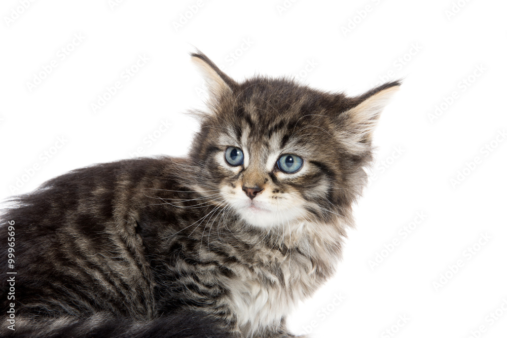 Cute tabby kitten looking up on white