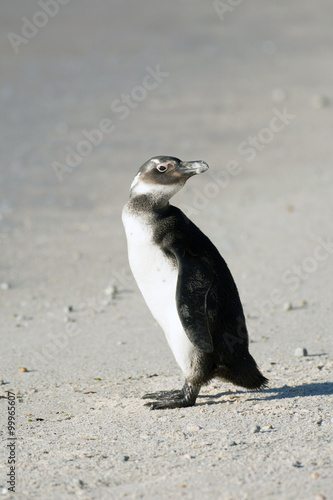 Immature African penguin on the beach