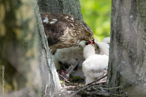 Cooper-s hawk feeding chicks