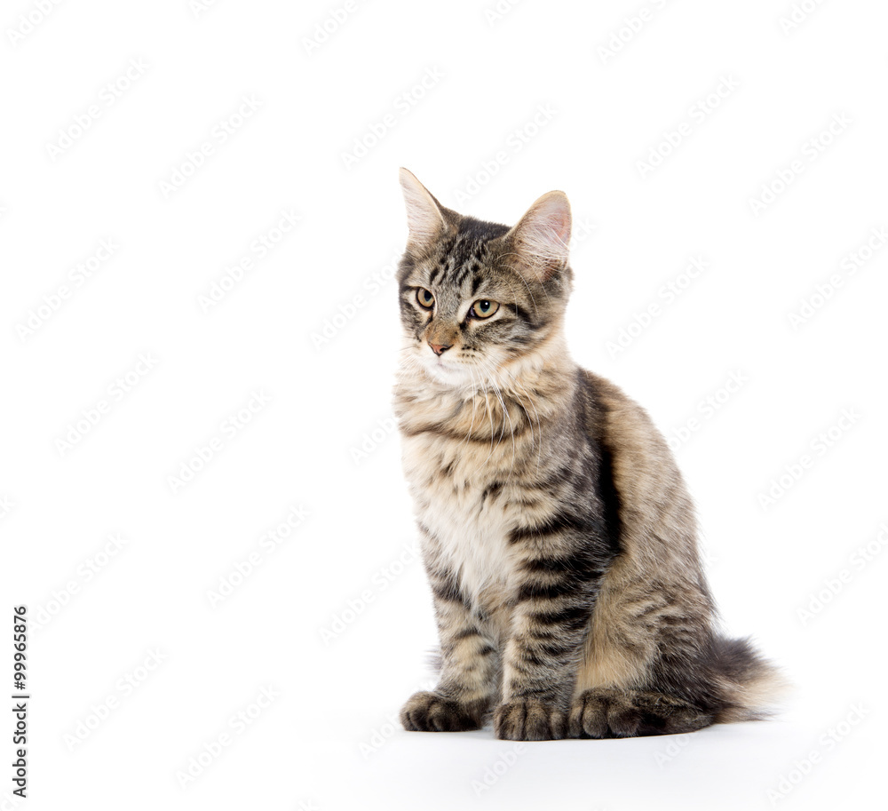 cute tabby kitten on white cute tabby kitten on white