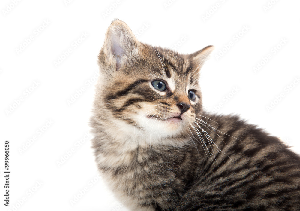 Cute tabby kitten crying on white