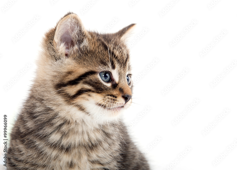 Cute tabby kitten crying on white