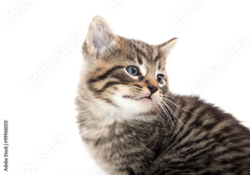 Cute tabby kitten crying on white