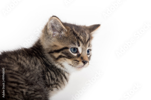Cute tabby kitten crying on white