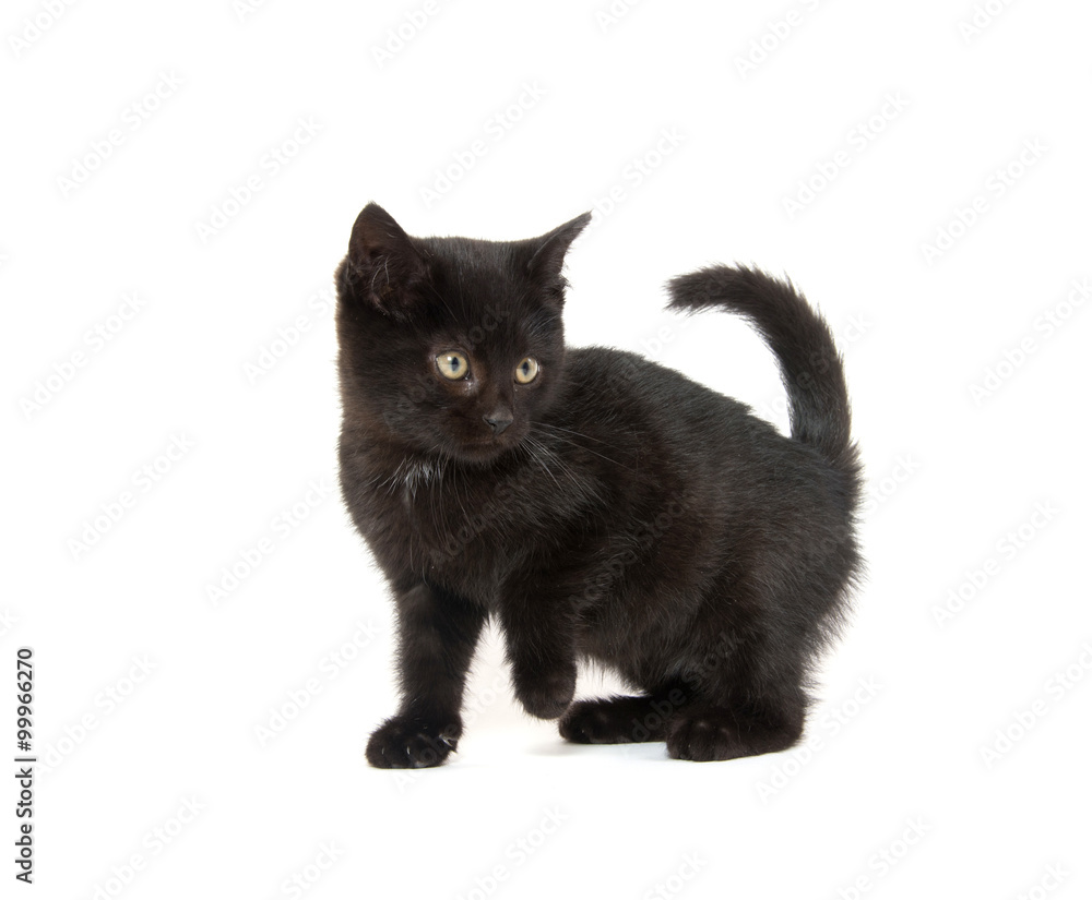 Cute black kitten on white Cute black kitten on white
