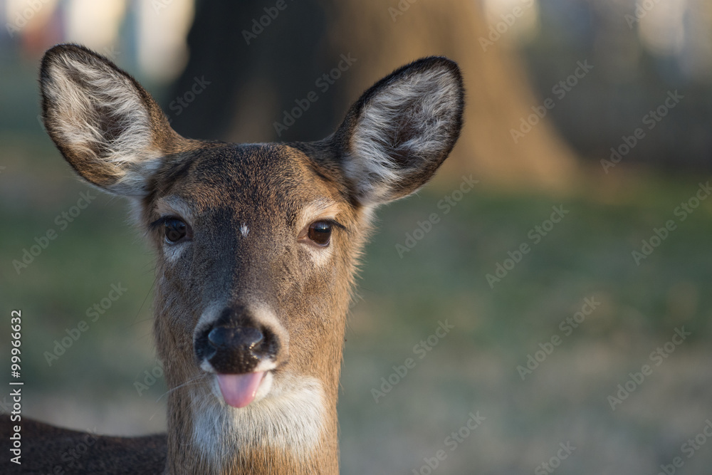 Obraz premium White-tailed deer doe