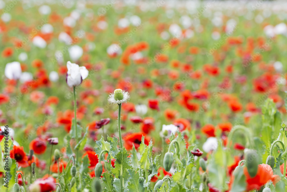 Fototapeta premium Field of bright red corn poppy flowers in summer