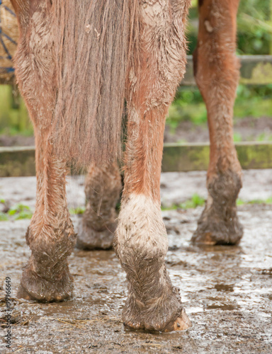 A chestnut horse after turnout in the winter months